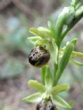 Ophrys argentaria