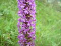 Gymnadenia conopsea