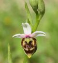 Ophrys pinguis