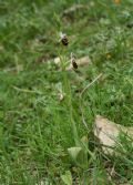 Ophrys pinguis