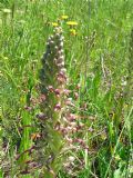 Himantoglossum hircinum