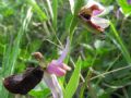 Ophrys bertolonii subsp. benacensis