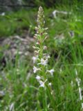 Gymnadenia odoratissima