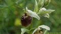 Ophrys parvimaculata