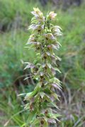 Epipactis distans
