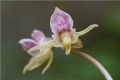 Epipogium aphyllum