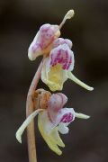 Epipogium aphyllum