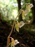 Epipogium aphyllum