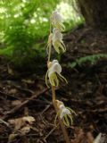 Epipogium aphyllum