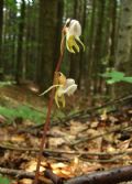 Epipogium aphyllum