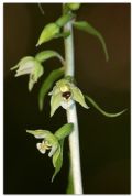 Epipactis zaupolensis