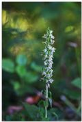 Epipactis zaupolensis