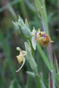 Ophrys parvimaculata