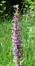 Gymnadenia conopsea