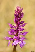 Orchis mascula