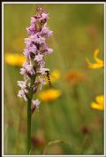 Gymnadenia odoratissima