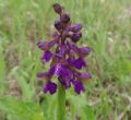 Anacamptis morio