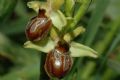 Ophrys sphegodes