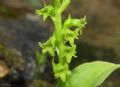 Gennaria diphylla