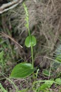 Gennaria diphylla