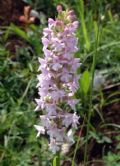 Gymnadenia conopsea