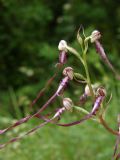 himantoglossum adriaticum