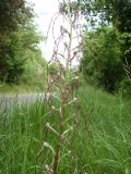 Himantoglossum adriaticum