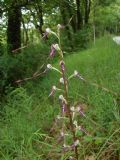 himantoglossum adriaticum