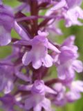 Gymnadenia conopsea variabilit