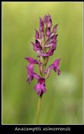 Anacamptis x simorrensis