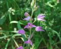 Cephalanthera rubra