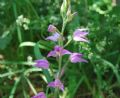 Cephalanthera rubra