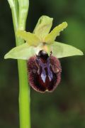Ophrys incubacea