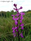 Orchis langei