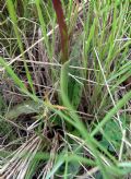Orchis langei