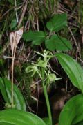 Liparis loeselii