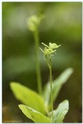 Liparis nemoralis