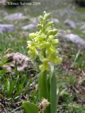 Orchis pallens