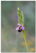 Ophrys vetula