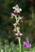 Ophrys normanii