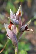Serapias nurrica