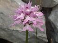 Orchis italica