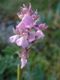 Anacamptis morio