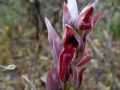 Serapias nurrica