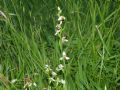 Ophrys apifera