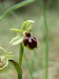 ophrys sphegodes