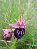 Ophrys sipontensis