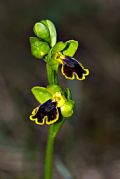 Ophrys sicula