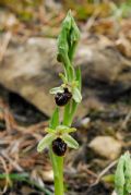 Ophrys sphegodes