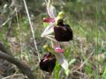 Ophrys morisii